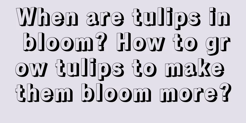 When are tulips in bloom? How to grow tulips to make them bloom more?