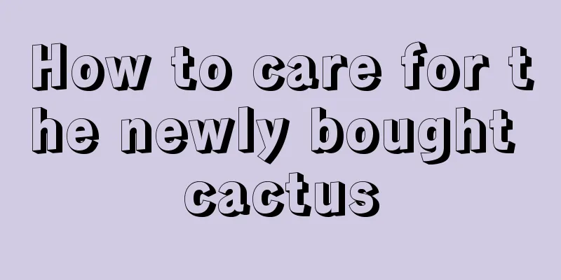 How to care for the newly bought cactus