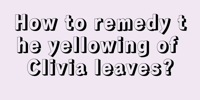 How to remedy the yellowing of Clivia leaves?