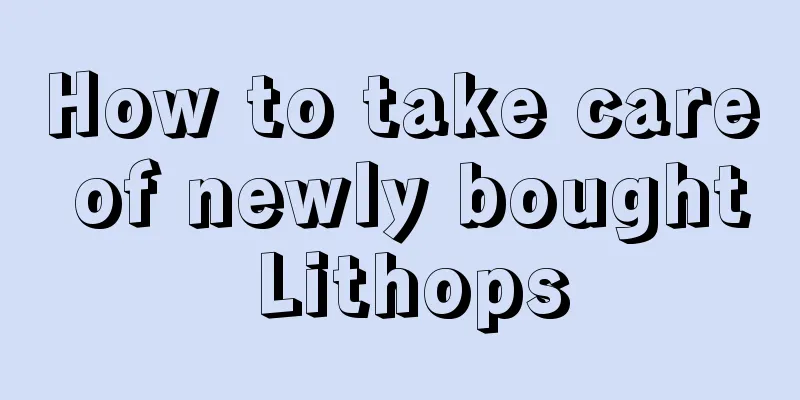 How to take care of newly bought Lithops