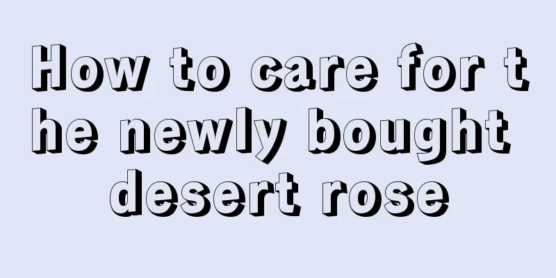 How to care for the newly bought desert rose