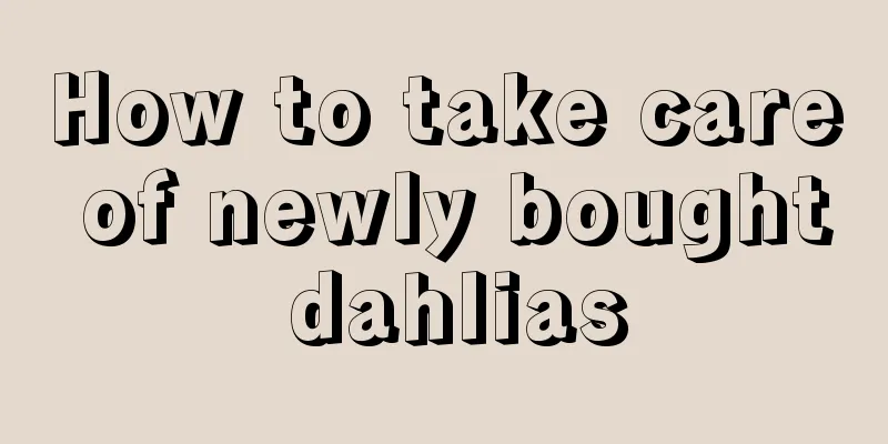 How to take care of newly bought dahlias