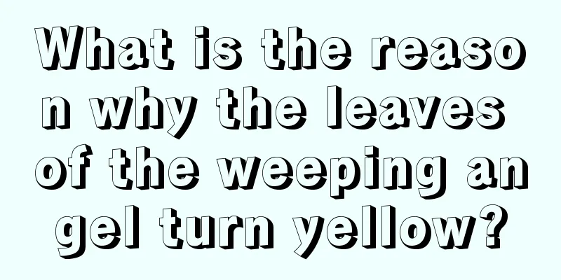 What is the reason why the leaves of the weeping angel turn yellow?