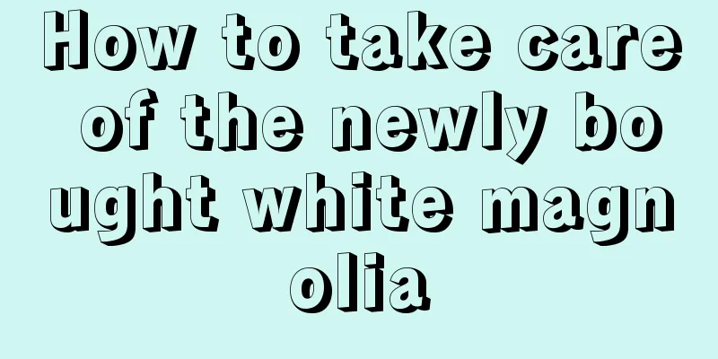 How to take care of the newly bought white magnolia