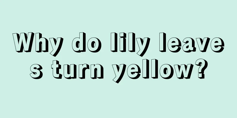 Why do lily leaves turn yellow?