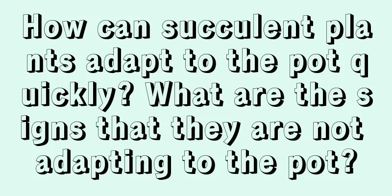 How can succulent plants adapt to the pot quickly? What are the signs that they are not adapting to the pot?