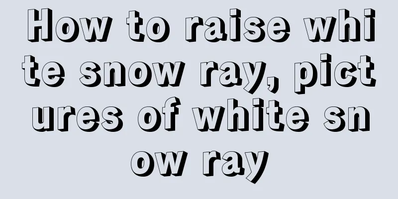 How to raise white snow ray, pictures of white snow ray