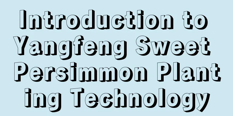 Introduction to Yangfeng Sweet Persimmon Planting Technology