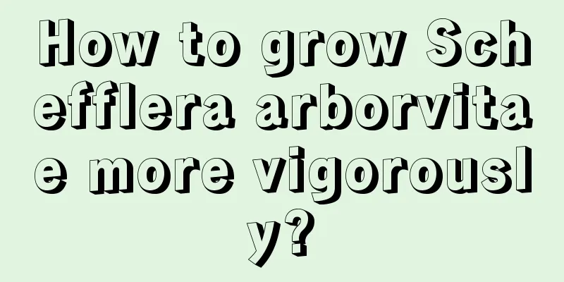 How to grow Schefflera arborvitae more vigorously?