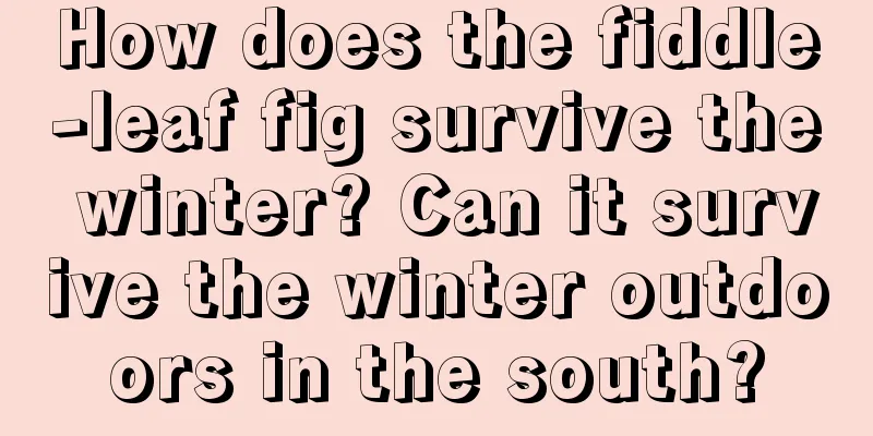 How does the fiddle-leaf fig survive the winter? Can it survive the winter outdoors in the south?