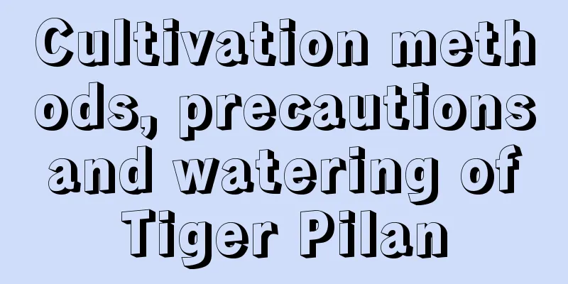 Cultivation methods, precautions and watering of Tiger Pilan