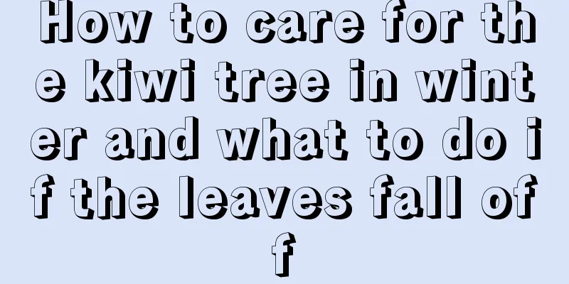 How to care for the kiwi tree in winter and what to do if the leaves fall off