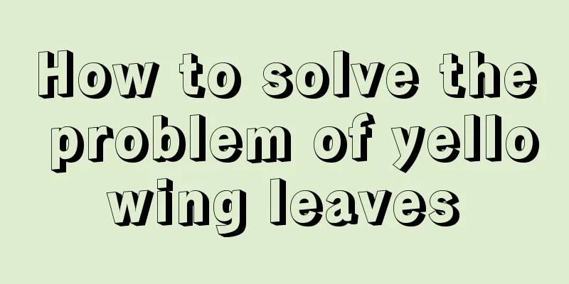 How to solve the problem of yellowing leaves