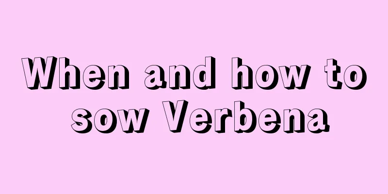 When and how to sow Verbena