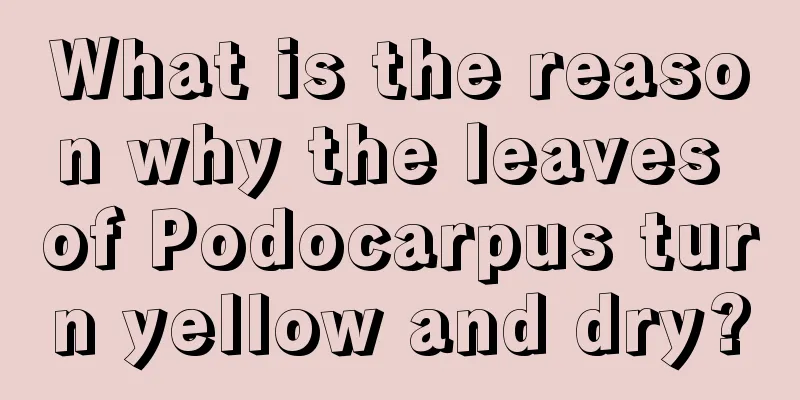 What is the reason why the leaves of Podocarpus turn yellow and dry?