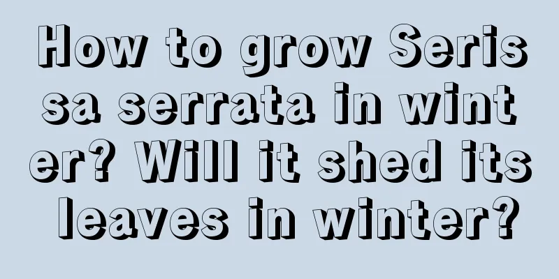 How to grow Serissa serrata in winter? Will it shed its leaves in winter?