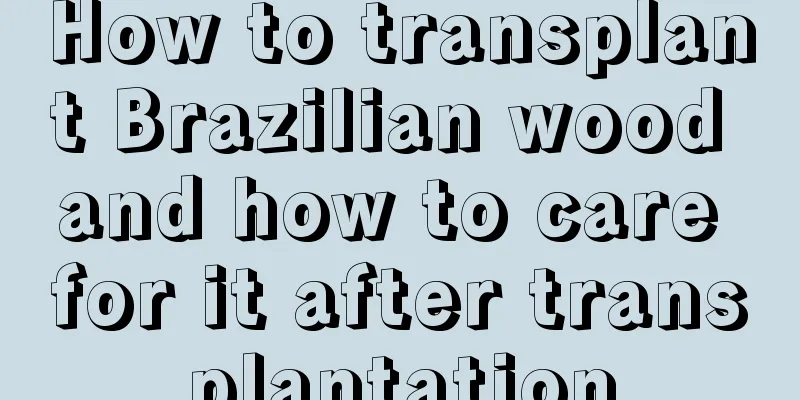 How to transplant Brazilian wood and how to care for it after transplantation