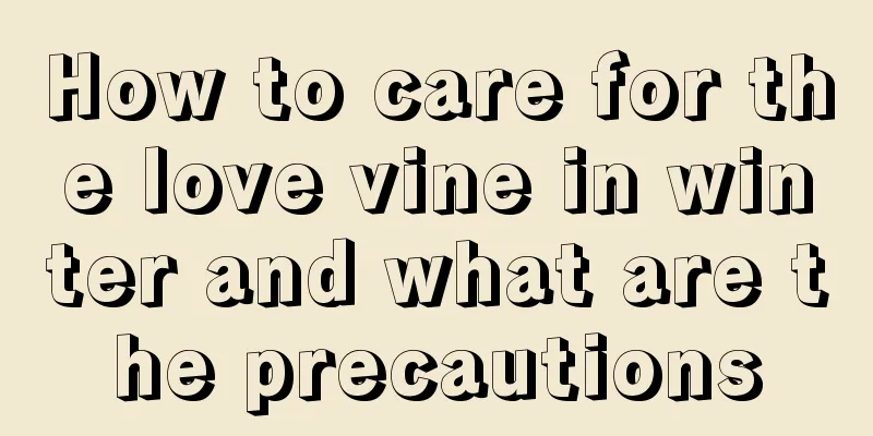 How to care for the love vine in winter and what are the precautions