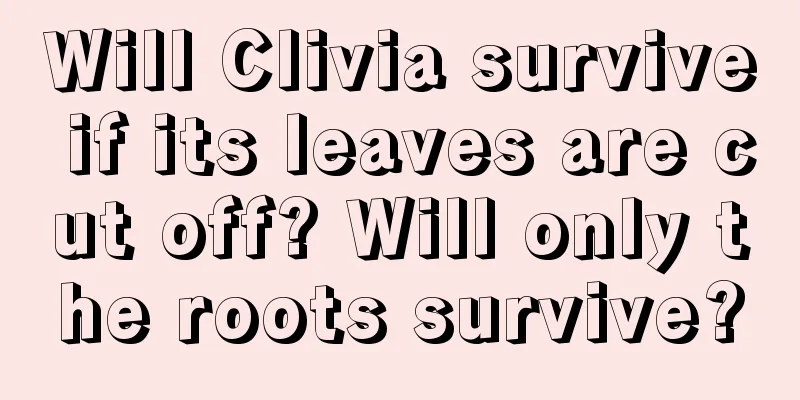 Will Clivia survive if its leaves are cut off? Will only the roots survive?