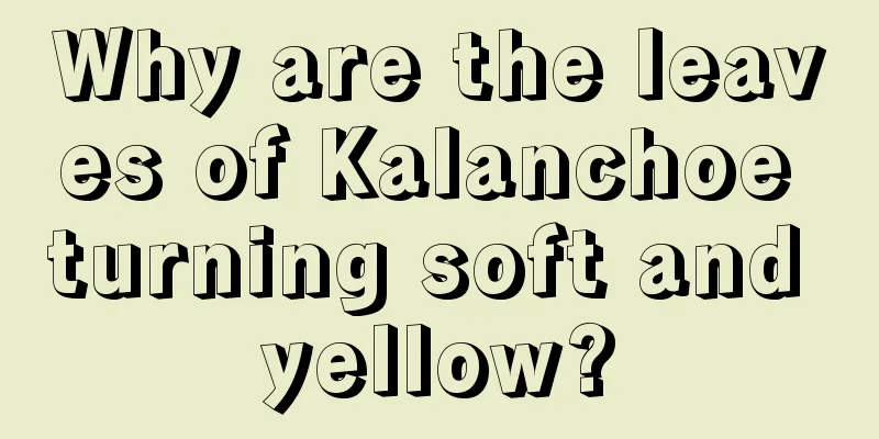 Why are the leaves of Kalanchoe turning soft and yellow?