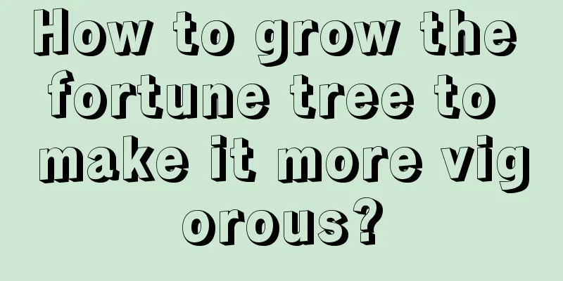 How to grow the fortune tree to make it more vigorous?