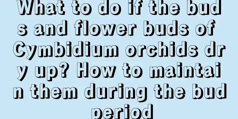 What to do if the buds and flower buds of Cymbidium orchids dry up? How to maintain them during the bud period