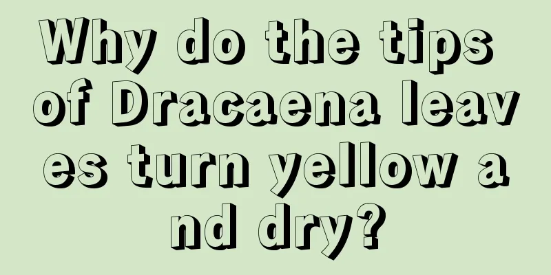 Why do the tips of Dracaena leaves turn yellow and dry?