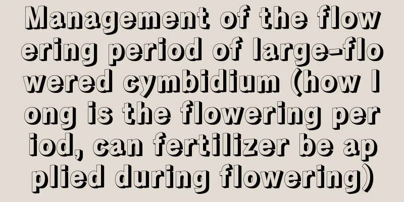 Management of the flowering period of large-flowered cymbidium (how long is the flowering period, can fertilizer be applied during flowering)