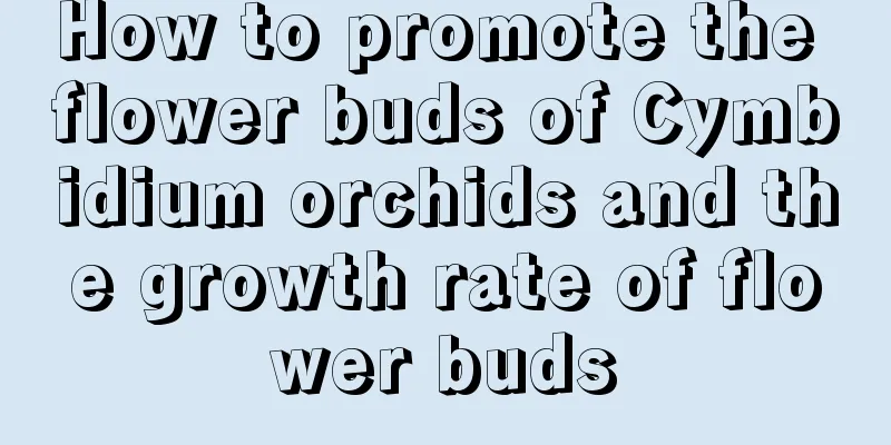 How to promote the flower buds of Cymbidium orchids and the growth rate of flower buds