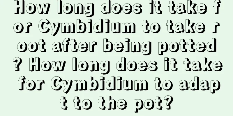 How long does it take for Cymbidium to take root after being potted? How long does it take for Cymbidium to adapt to the pot?