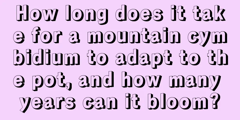 How long does it take for a mountain cymbidium to adapt to the pot, and how many years can it bloom?