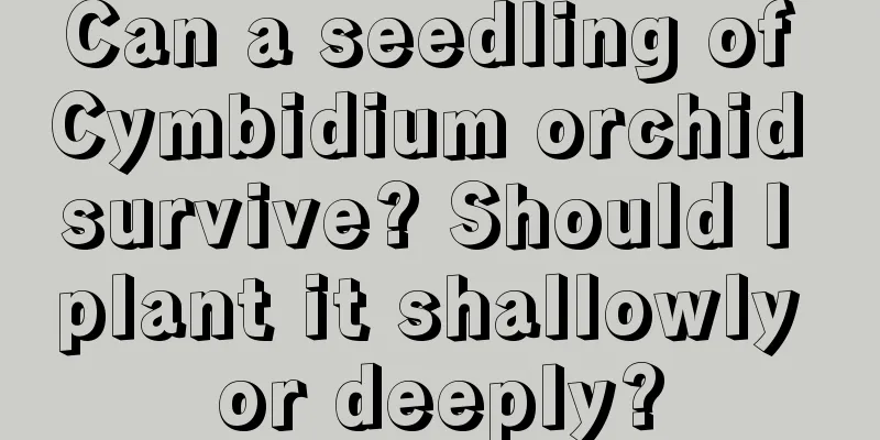 Can a seedling of Cymbidium orchid survive? Should I plant it shallowly or deeply?