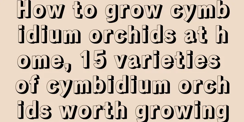 How to grow cymbidium orchids at home, 15 varieties of cymbidium orchids worth growing