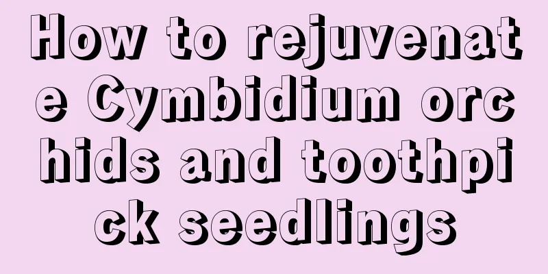 How to rejuvenate Cymbidium orchids and toothpick seedlings