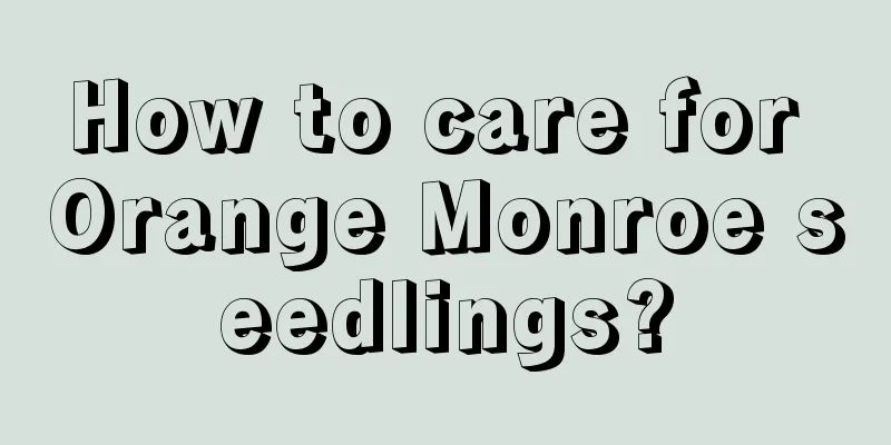 How to care for Orange Monroe seedlings?