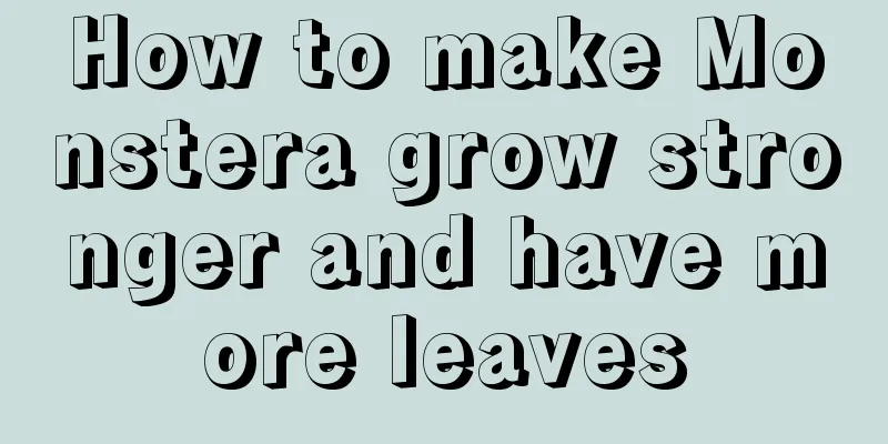 How to make Monstera grow stronger and have more leaves