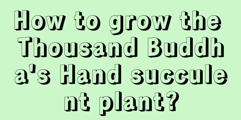 How to grow the Thousand Buddha's Hand succulent plant?