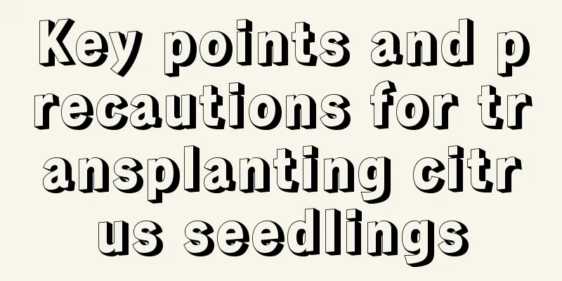 Key points and precautions for transplanting citrus seedlings