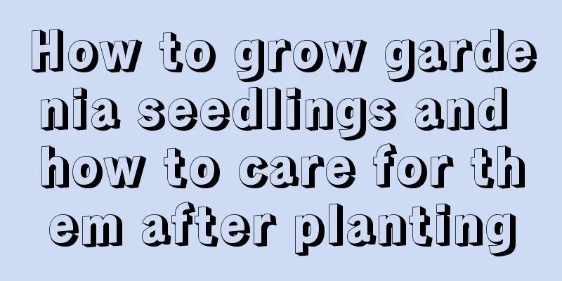 How to grow gardenia seedlings and how to care for them after planting