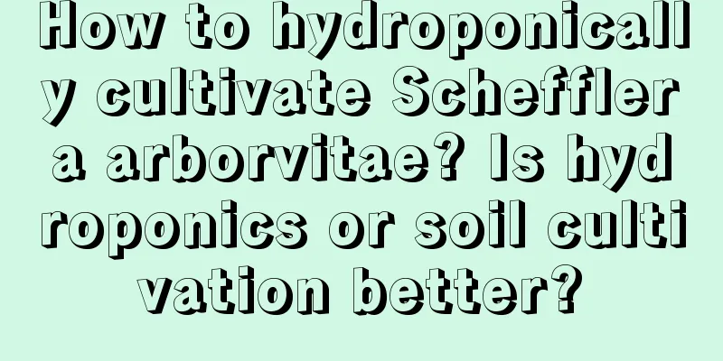 How to hydroponically cultivate Schefflera arborvitae? Is hydroponics or soil cultivation better?