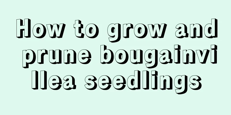 How to grow and prune bougainvillea seedlings