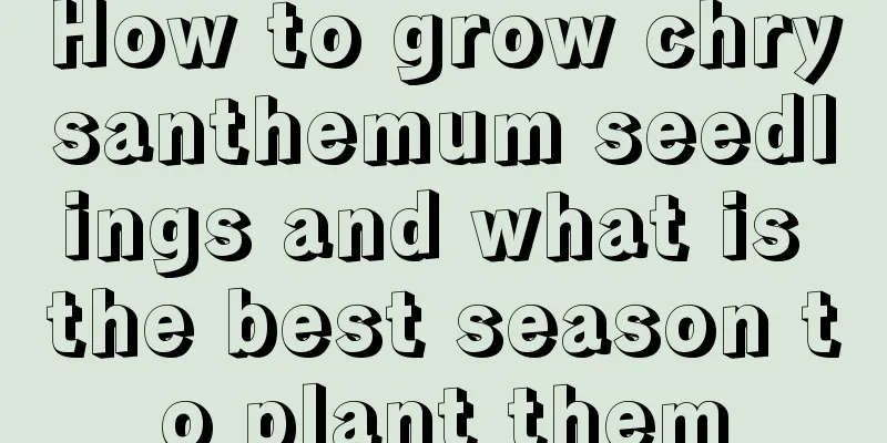 How to grow chrysanthemum seedlings and what is the best season to plant them