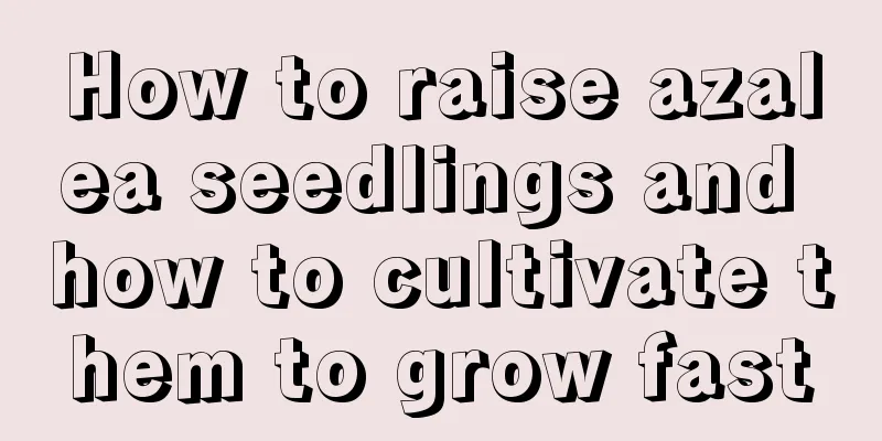 How to raise azalea seedlings and how to cultivate them to grow fast