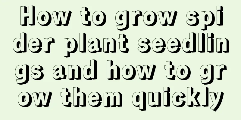 How to grow spider plant seedlings and how to grow them quickly