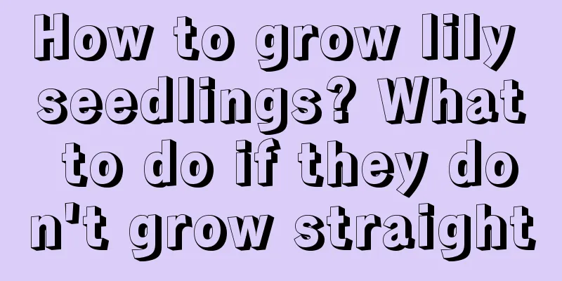 How to grow lily seedlings? What to do if they don't grow straight