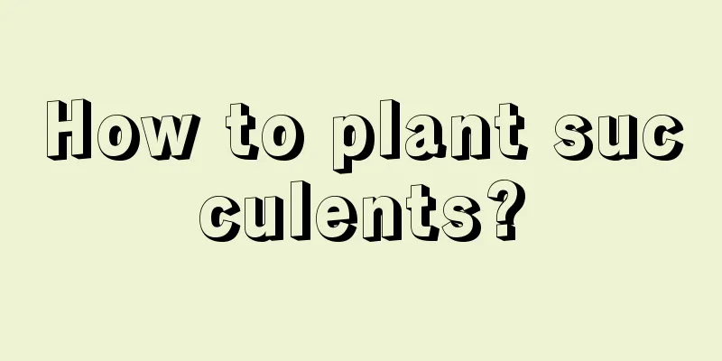 How to plant succulents?