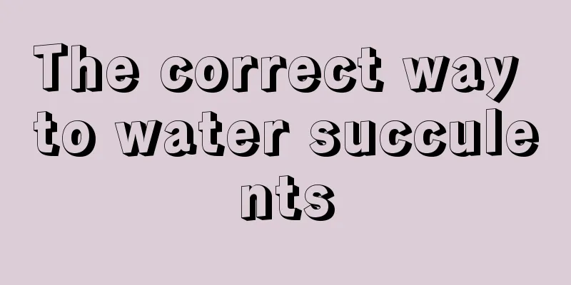 The correct way to water succulents