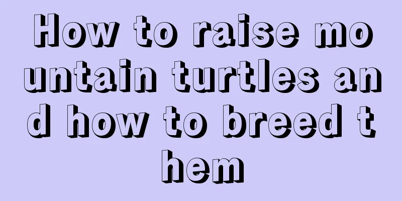 How to raise mountain turtles and how to breed them