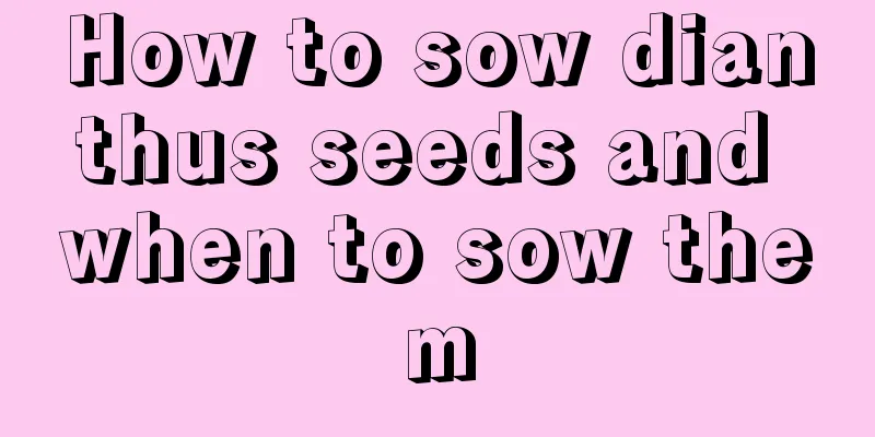 How to sow dianthus seeds and when to sow them