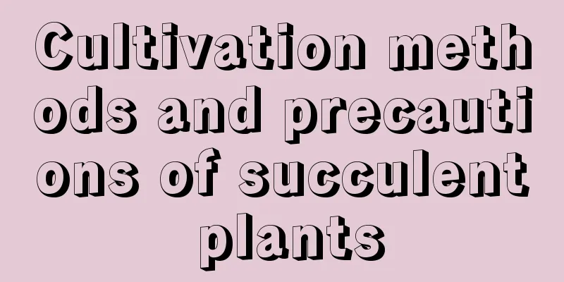 Cultivation methods and precautions of succulent plants